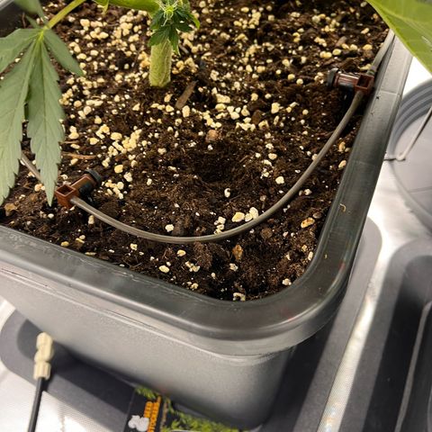 Amnesia Haze X Auto Haze growlog timeline photo