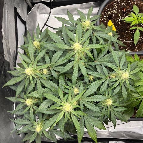 Amnesia Haze X Auto Haze growlog timeline photo