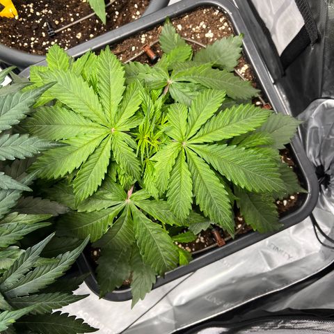 AK47 BCN selection X Auto Sativa growlog timeline photo
