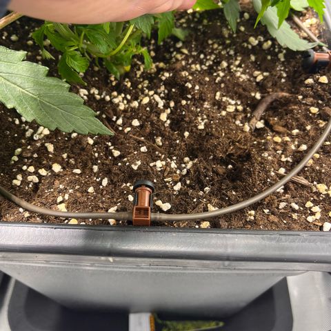 AK47 BCN selection X Auto Sativa growlog timeline photo