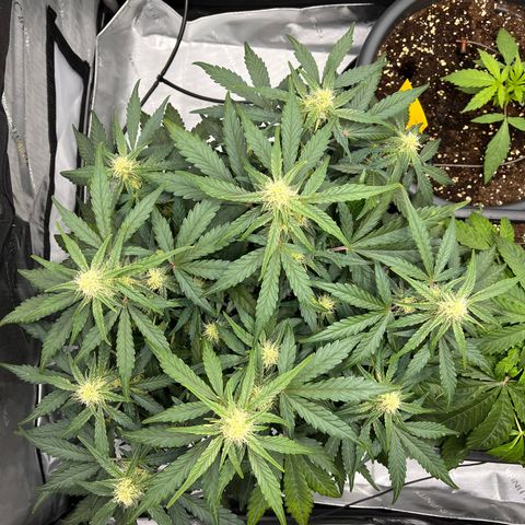 Amnesia Haze X Auto Haze growlog timeline photo