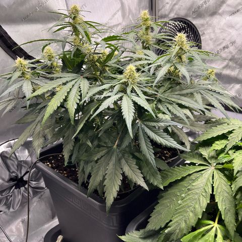 Amnesia Haze X Auto Haze growlog timeline photo