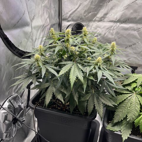 Amnesia Haze X Auto Haze growlog timeline photo