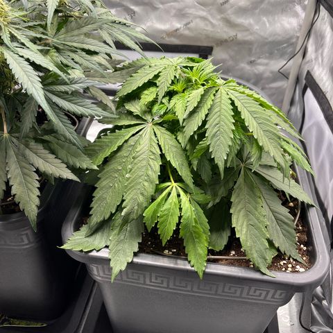 AK47 BCN selection X Auto Sativa growlog timeline photo