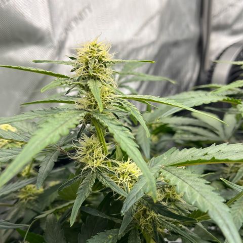 Amnesia Haze X Auto Haze growlog timeline photo