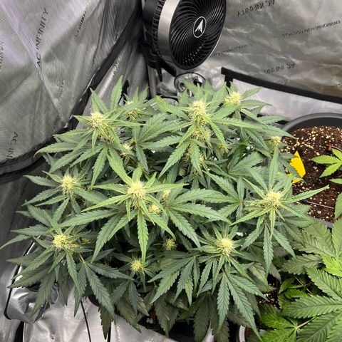 Amnesia Haze X Auto Haze growlog timeline photo