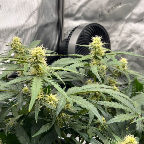 Amnesia Haze X Auto Haze growlog timeline photo
