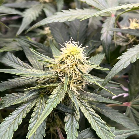 Amnesia Haze X Auto Haze growlog timeline photo