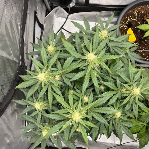 Amnesia Haze X Auto Haze growlog timeline photo