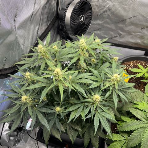Amnesia Haze X Auto Haze growlog timeline photo