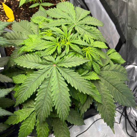 AK47 BCN selection X Auto Sativa growlog timeline photo