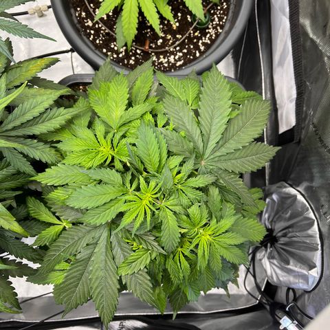AK47 BCN selection X Auto Sativa growlog timeline photo