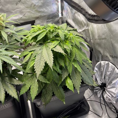 AK47 BCN selection X Auto Sativa growlog timeline photo