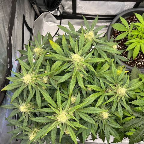 Amnesia Haze X Auto Haze growlog timeline photo