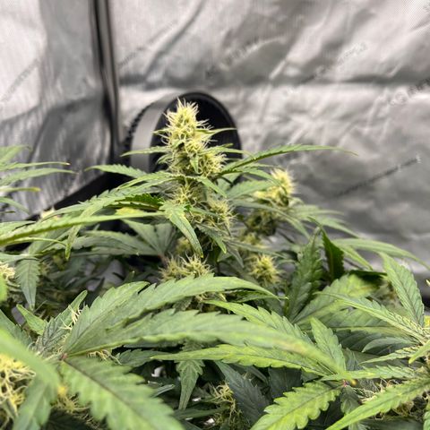 Amnesia Haze X Auto Haze growlog timeline photo