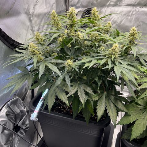 Amnesia Haze X Auto Haze growlog timeline photo