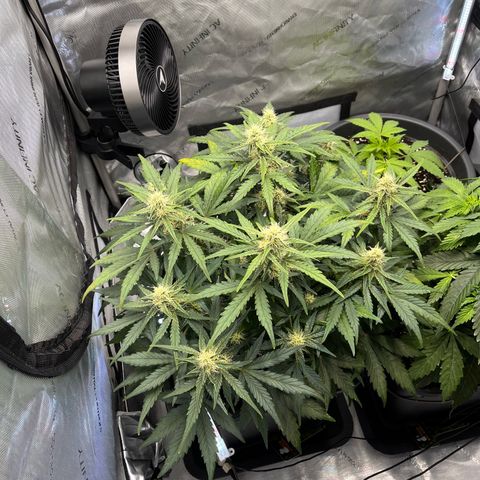 Amnesia Haze X Auto Haze growlog timeline photo