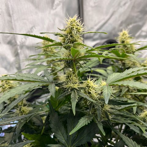 Amnesia Haze X Auto Haze growlog timeline photo