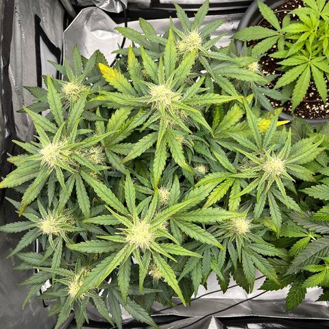 Amnesia Haze X Auto Haze growlog timeline photo