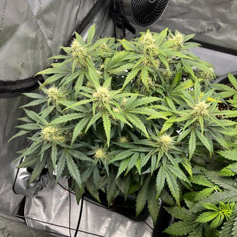 Amnesia Haze X Auto Haze growlog timeline photo