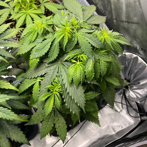 AK47 BCN selection X Auto Sativa growlog timeline photo