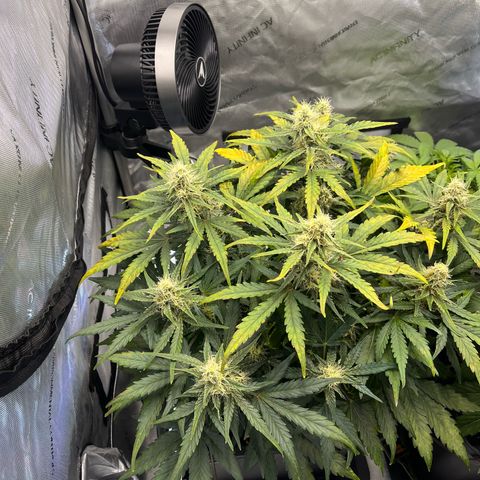 Amnesia Haze X Auto Haze growlog timeline photo