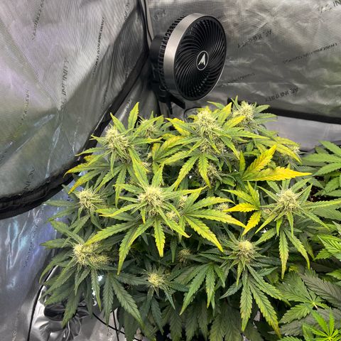 Amnesia Haze X Auto Haze growlog timeline photo
