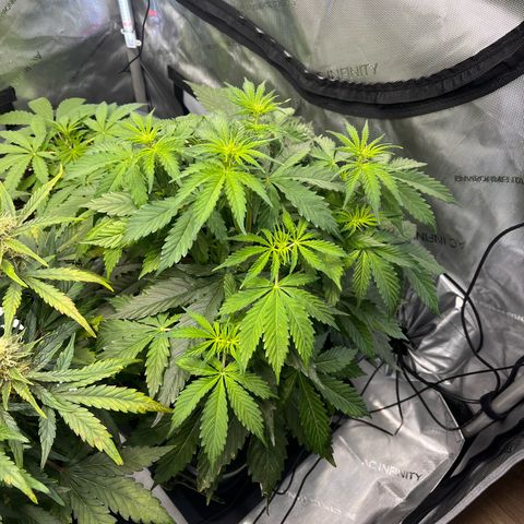 AK47 BCN selection X Auto Sativa growlog timeline photo
