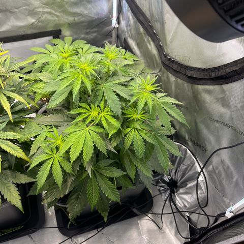AK47 BCN selection X Auto Sativa growlog timeline photo