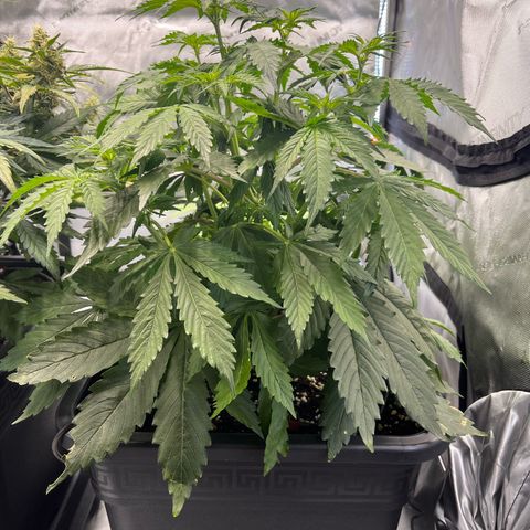 AK47 BCN selection X Auto Sativa growlog timeline photo