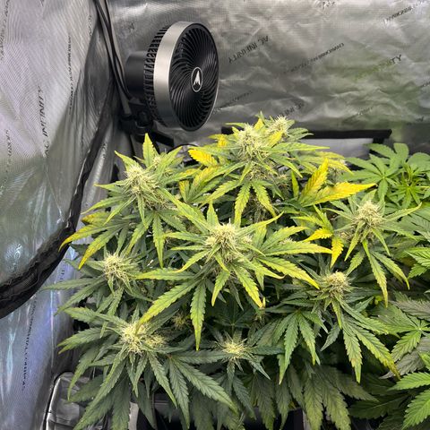 Amnesia Haze X Auto Haze growlog timeline photo