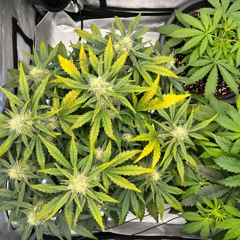 Amnesia Haze X Auto Haze growlog timeline photo