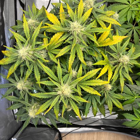 Amnesia Haze X Auto Haze growlog timeline photo