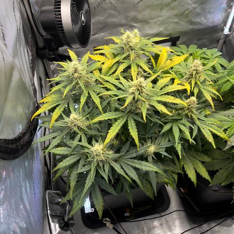Amnesia Haze X Auto Haze growlog timeline photo