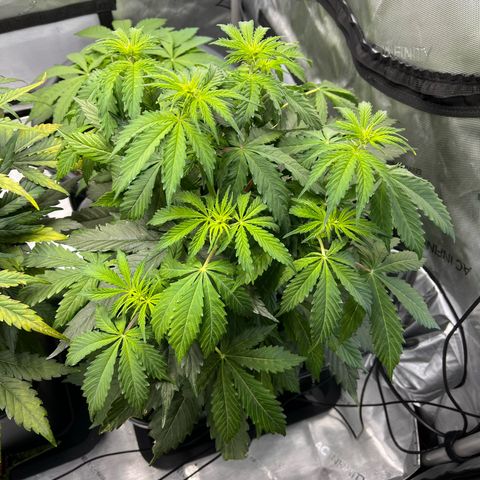 AK47 BCN selection X Auto Sativa growlog timeline photo