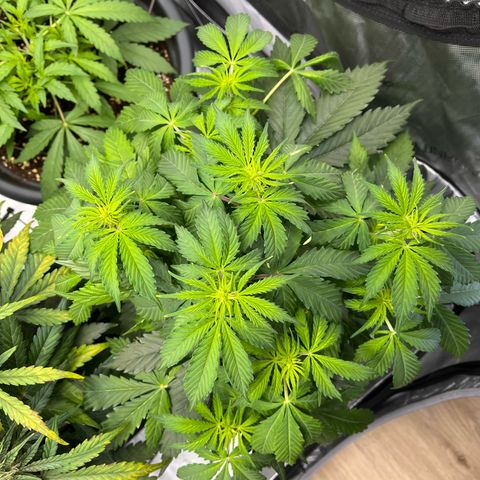 AK47 BCN selection X Auto Sativa growlog timeline photo