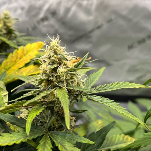Amnesia Haze X Auto Haze growlog timeline photo