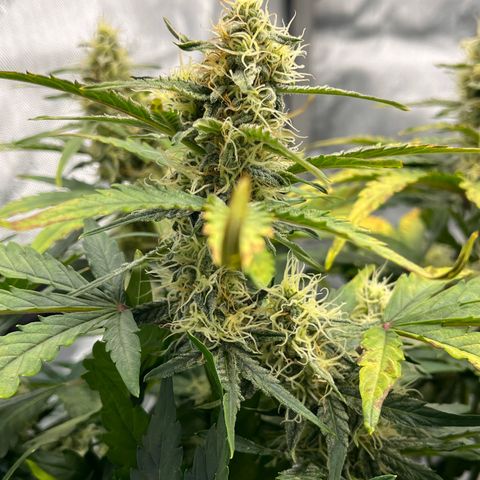 Amnesia Haze X Auto Haze growlog timeline photo