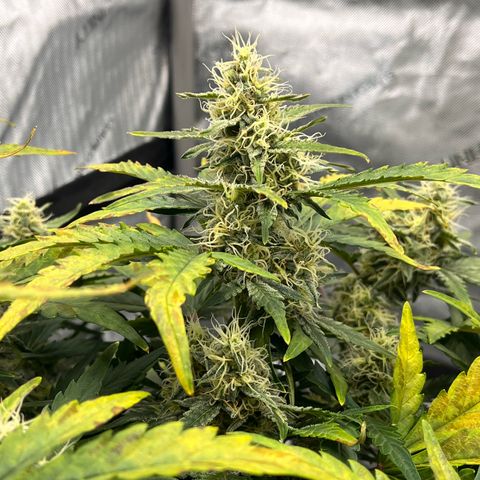 Amnesia Haze X Auto Haze growlog timeline photo