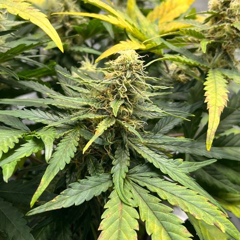 Amnesia Haze X Auto Haze growlog timeline photo