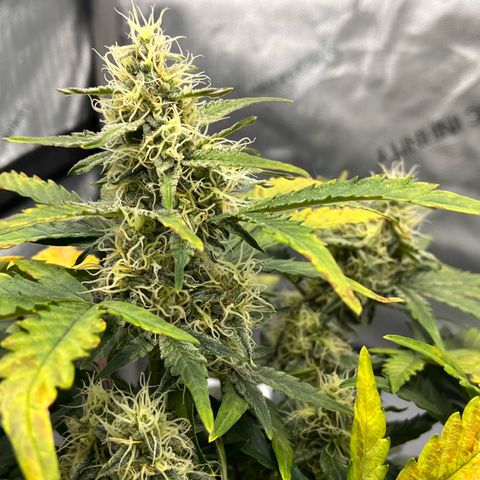 Amnesia Haze X Auto Haze growlog timeline photo