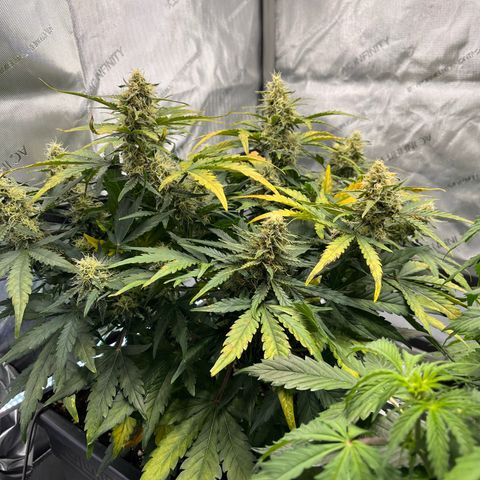Amnesia Haze X Auto Haze growlog timeline photo