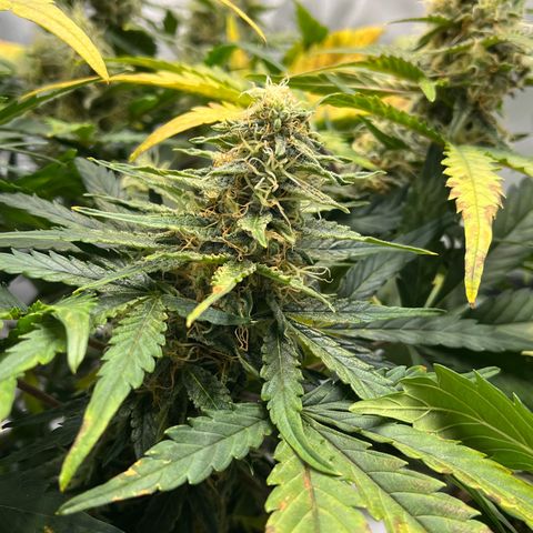 Amnesia Haze X Auto Haze growlog timeline photo