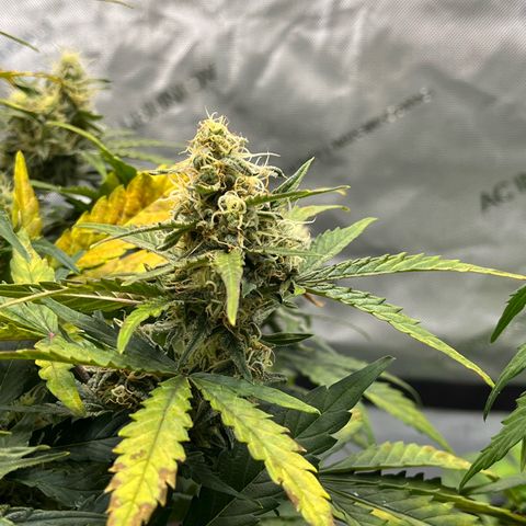 Amnesia Haze X Auto Haze growlog timeline photo