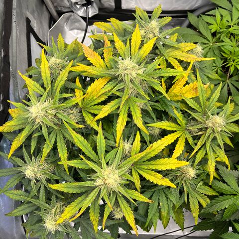 Amnesia Haze X Auto Haze growlog timeline photo