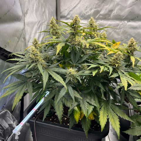 Amnesia Haze X Auto Haze growlog timeline photo