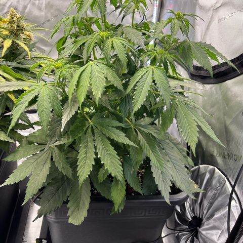 AK47 BCN selection X Auto Sativa growlog timeline photo