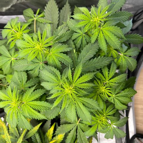 AK47 BCN selection X Auto Sativa growlog timeline photo