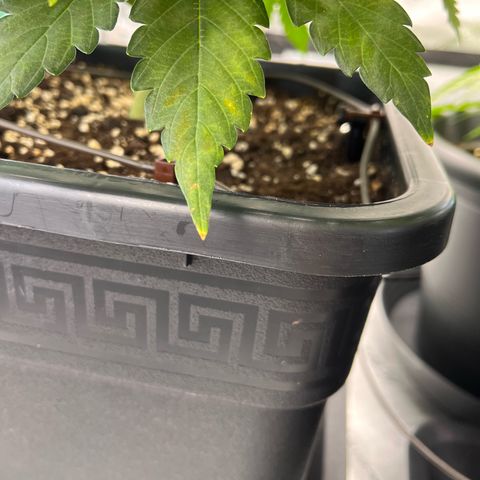 Amnesia Haze X Auto Haze growlog timeline photo