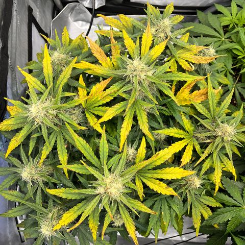 Amnesia Haze X Auto Haze growlog timeline photo
